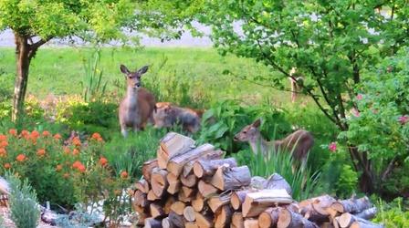 Video thumbnail: Ideastream Public Media Specials Learn How to Deal with Backyard Deer