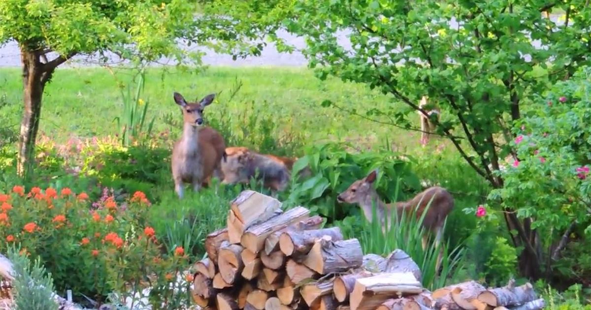 Ideastream Public Media Specials | Learn How to Deal with Backyard Deer ...