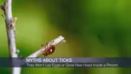 What Everyone Needs to Know About Ticks