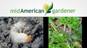 Video thumbnail: Mid-American Gardener November 8, 2018 - Mid-American Gardener