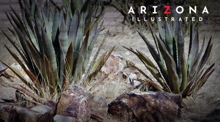 Video thumbnail: Arizona Illustrated Agave, poetry, science
