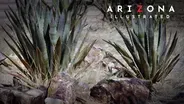 Agave, poetry, science