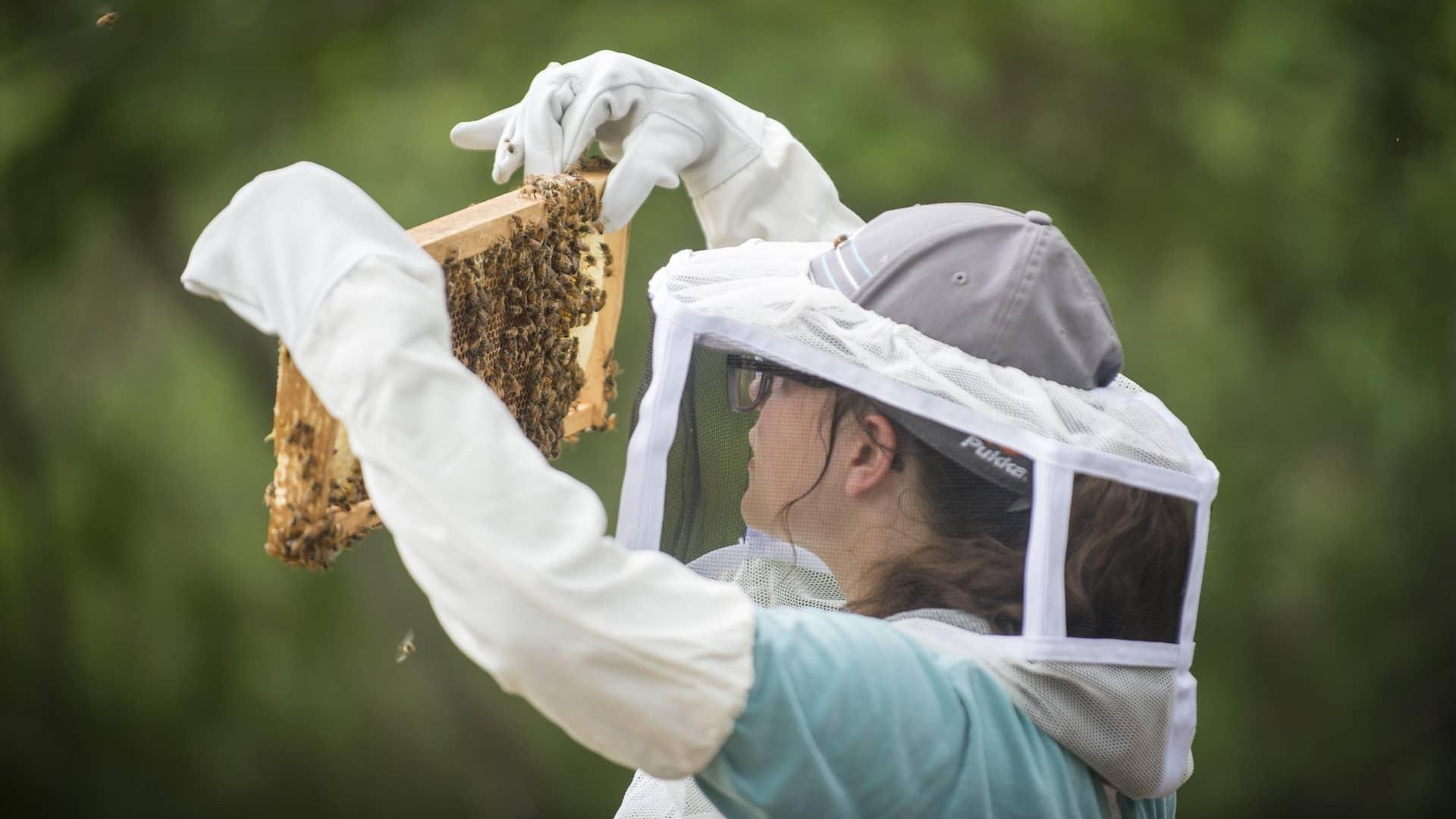 Beekeeping  N.C. Cooperative Extension