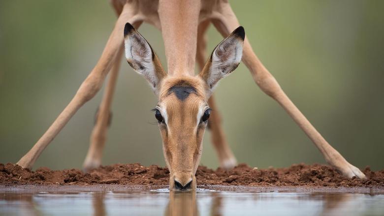 Life at the Waterhole Image