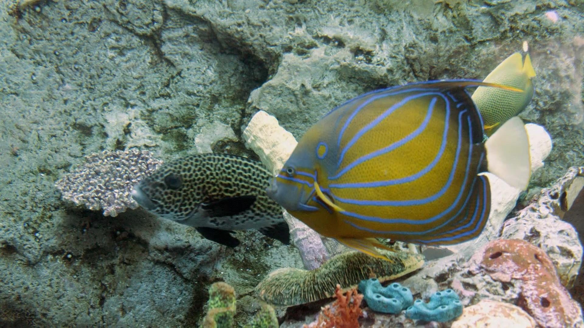 Coral Reef Fish Video Store
