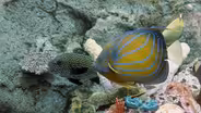 Coral Reef Fish