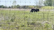 Bison Calf Unexpectedly Born in Kane County