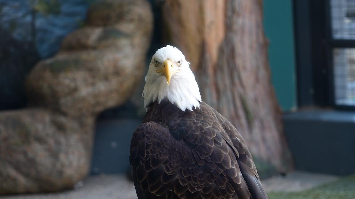 An annual Black Friday rabbit hunt and the Raptor Center cares for injured birds of prey.