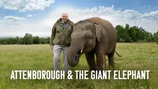 Attenborough and the Giant Elephant