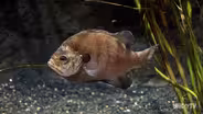 Fishy Science
