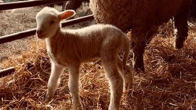 Watch a Baby Lamb Take Its First Steps