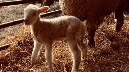 Video thumbnail: Nature Watch a Baby Lamb Take Its First Steps