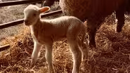 Watch a Baby Lamb Take Its First Steps