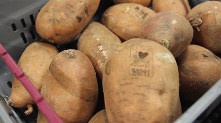 Video thumbnail: SciTech Now Laser Branded Potatoes
