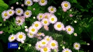 You Bet Your Garden S4 Ep37 Wildflower: Flea Bane