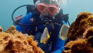 Battling Coral Disease: Treatments Below the Waves