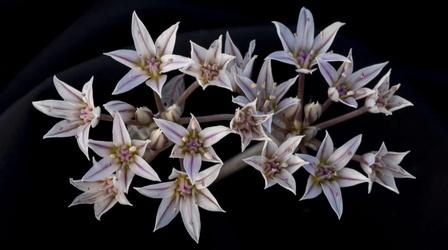 Video thumbnail: Colores Christina Selby – Wildflowers of New Mexico