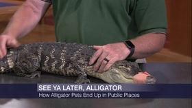 Video thumbnail: Chicago Tonight Florida Expert Flies to Chicago to Help Catch Alligator