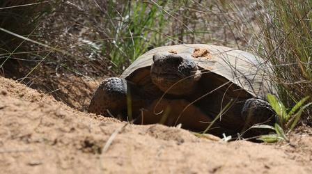 Video thumbnail: Nature How the Gopher Tortoise Saves Hundreds of Animals from Fires