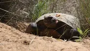 How the Gopher Tortoise Saves Hundreds of Animals from Fires