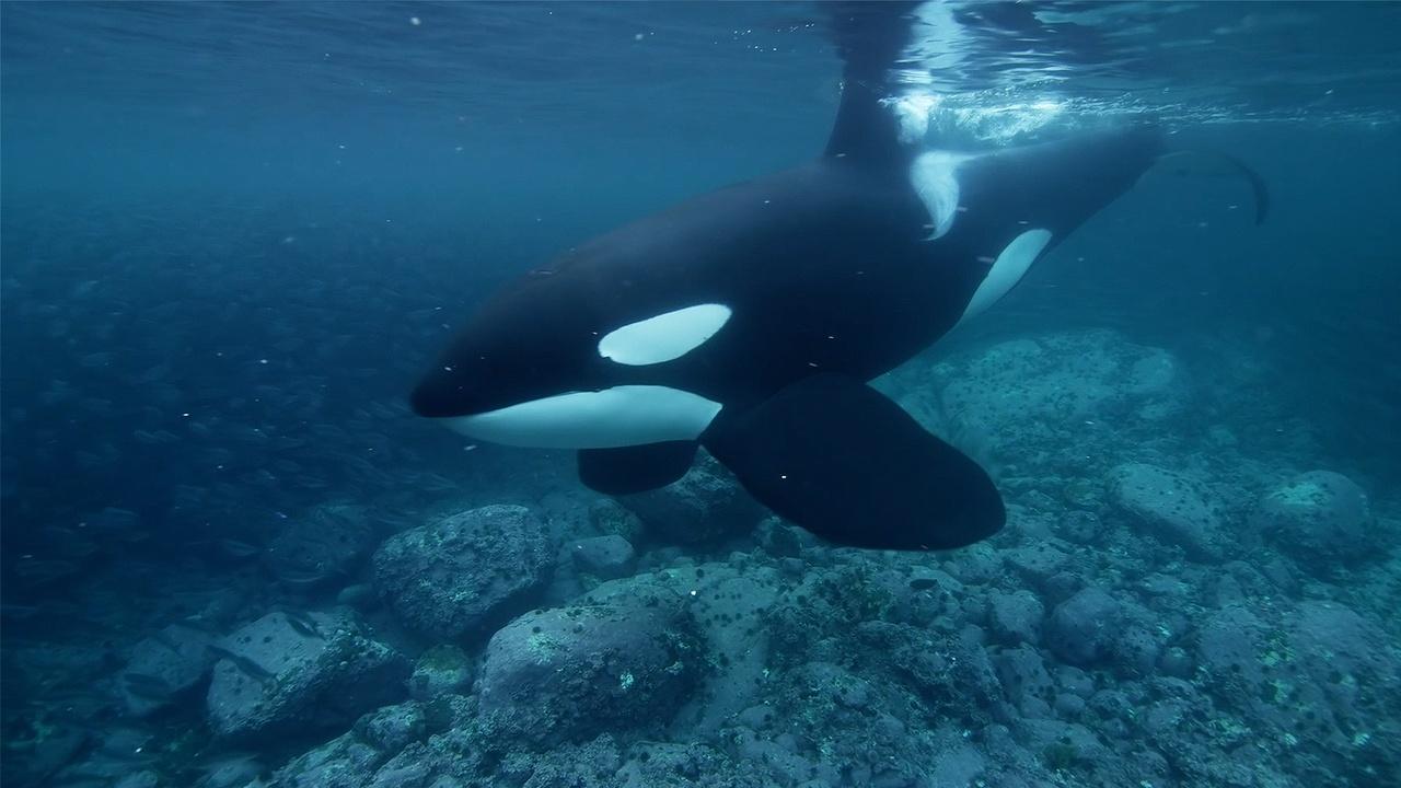 Why are Orcas Known as the â€œWolves of the Seaâ€?