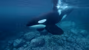 Why are Orcas Known as the “Wolves of the Sea”?