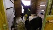 Making an Alpaca Farm Pay