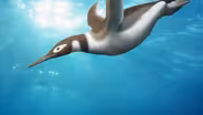 When Penguins Went From The Sky To The Sea