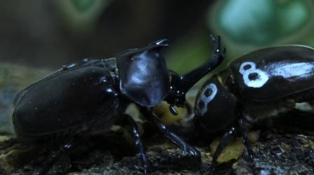 Video thumbnail: SciTech Now Battle of the Beetles