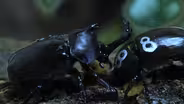 Battle of the Beetles