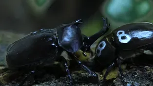 Battle of the Beetles