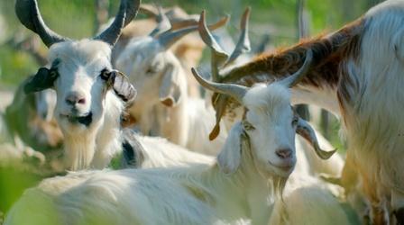 Video thumbnail: Nature Can Goats Predict Volcanic Eruptions?