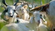 Can Goats Predict Volcanic Eruptions?