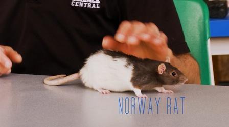 Video thumbnail: Science Minutes Science Minutes: Norway Brown Rat