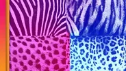 How the Zebra Really Got Its Stripes?