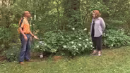 Common Hydrangeas & Calculating How to  Spray Tall Plants