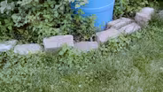 Oak Tree Issues & Weed Control