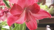 Volunteer Gardener 3218