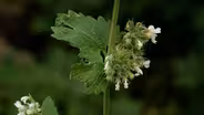 Fast Forage: Catnip