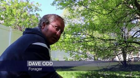 Video thumbnail: Chicago Tonight Forager: Virus Will Teach People to ‘Provide for Themselves’