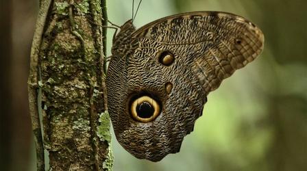 Video thumbnail: Nature Undercover in the Jungle