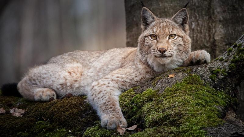 Forest of the Lynx