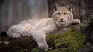 Forest of the Lynx | Preview