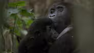 Rare Gorilla Family Moment Caught on Camera
