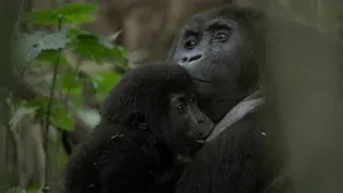 Rare Gorilla Family Moment Caught on Camera