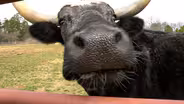 Piedmont Farm Animal Refuge