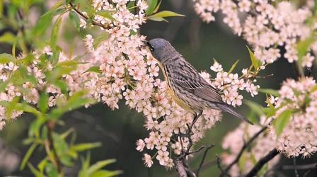 Video thumbnail: Jay's Chicago Spring Migration Magic