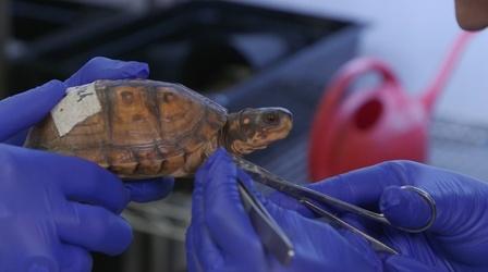 Video thumbnail: SciTech Now Turtle Rescues