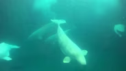 Four Rescue Belugas Arrive at Shedd Aquarium