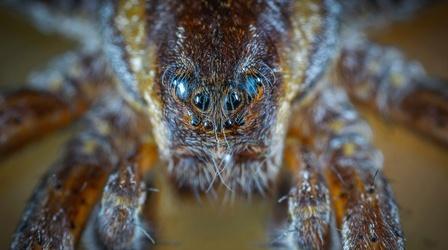 Video thumbnail: Backyard Farmer Backyard Farmer: Digging Deeper: Spiders